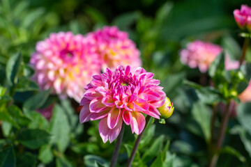 Obraz premium Close-up of pink dahlia flowers in sunlight, shallow depth of field.