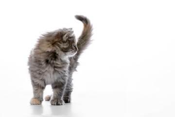 Cute gray fluffy kitten on a white background, looks away copyspace, advertising banner.
