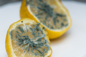 Macro close up of mildewed musty unfresh lemon cut in two parts with green mold on white plate