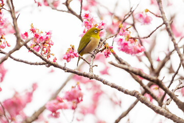 奄美大島の緋寒桜とメジロ