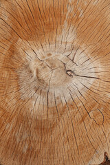 Lumber organic texture close-up, natural wooden background. A tree trunk with rings and cracks.