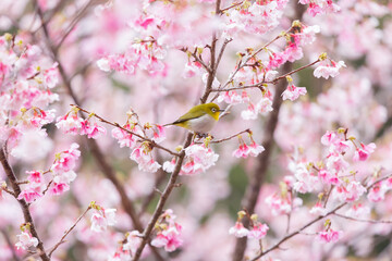 Fototapeta na wymiar 奄美大島の緋寒桜とメジロ