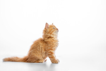 Fototapeta premium Cute fluffy ginger kitten sneaks on a white background, copyspace, gray background.