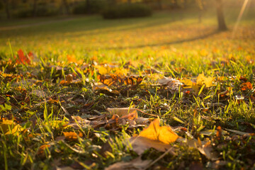 Autumn foliage. Autumn leaves fallen on the ground. Fall leaf.
