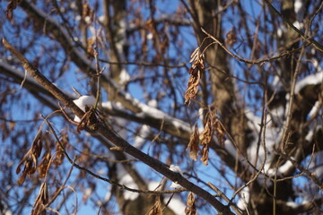 Tree branch covered with snow in winter
