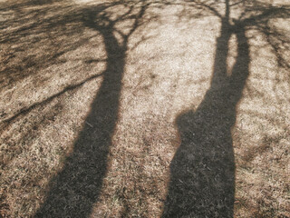 Tree shadow on brown autumn grass lawn. Garden soil with grass and branch shadows on it. Organic natural texture. - 569508311