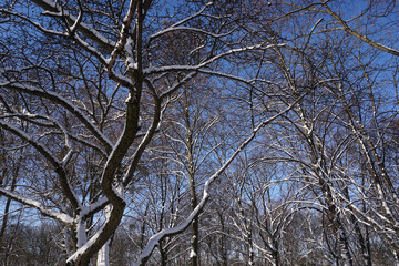 Tree branch covered with snow in winter