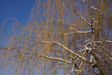 Tree branch with leaves covered with snow in winter