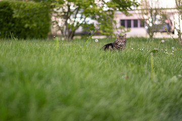 cat in the yard