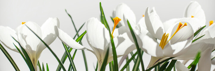 Panorama of white crocuses on white background, panoramic spring banner