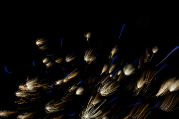 Abstract photo of firework flower. A beautiful gold salute.