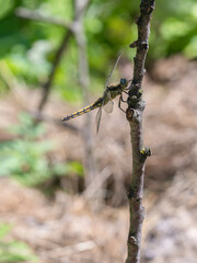 Macro photography, dragonfly sits on a plant, branch  in nature, summer time