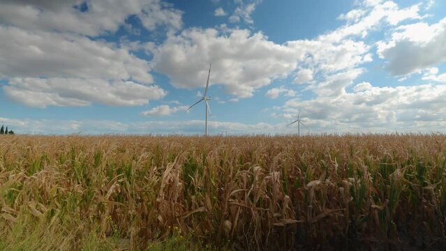 Timelapse with moving clouds and gentle wind of a golden wheat field and 2 wind turbines - countryside in southern Italy near Foggia and Cerignola, Puglia - wind turbines under warm summer sunlight