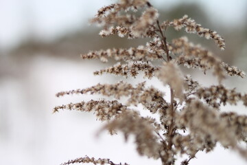snow covered branches