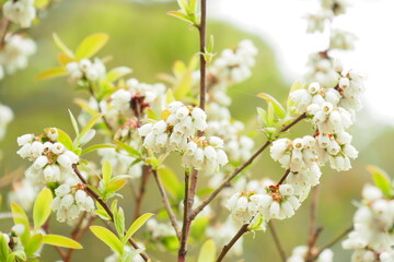 ブルーベリーの花