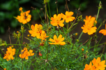 field of flowers