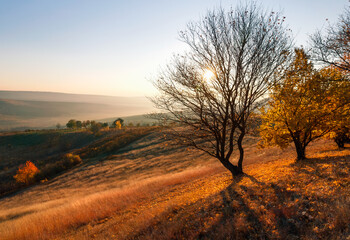 Fototapeta na wymiar Autumn morning view of tree without leaves