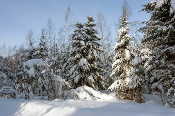 The light of the sun on the snow-covered fir trees in the forest