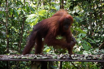 Naklejka premium Tanjung Puting, Borneo, Indonesia