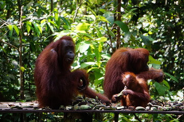 Tanjung Puting, Borneo, Indonesia