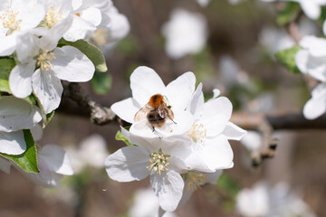 blooming apple tree branch with white flowers and fluffy bumblebee pollinating