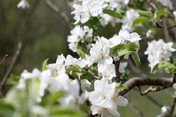 blooming apple tree branch with white flowers, early spring, beautiful nature