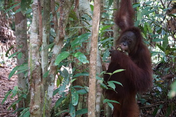 Tanjung Puting, Borneo, Indonesia