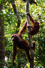Tanjung Puting, Borneo, Indonesia