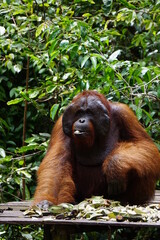 Tanjung Puting, Borneo, Indonesia