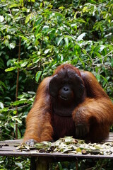 Tanjung Puting, Borneo, Indonesia