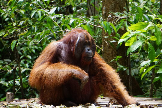 Tanjung Puting, Borneo, Indonesia