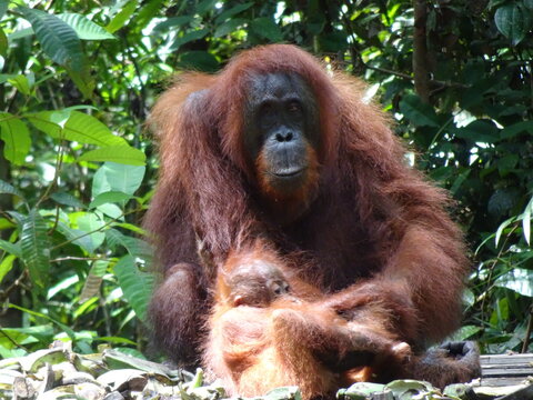 Tanjung Puting, Borneo, Indonesia