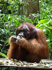 Tanjung Puting, Borneo, Indonesia