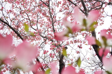 ハナミズキの花が咲き誇る, Flowering dogwood