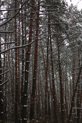 Fototapeta premium pine forest in winter