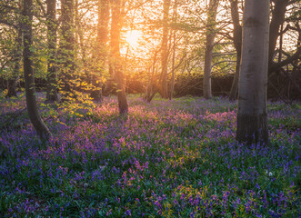 Spring Bluebells Woods, Calke Abbey, Derbyshire, England, United Kingdom, Landscape Stock Photo