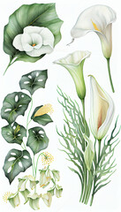 Calla in Lily Watercolor paint, Flower Illustration Set. Invitations and Cards. Generative AI