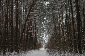 forest in winter