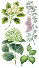 Hydrangea in Chalk drawing, Flower Illustration Set. Invitations and Cards. Generative AI