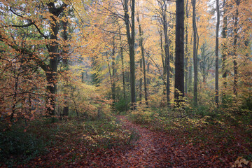 Misty Autumn Woodland, Dorset Woods, England, United Kingdom, Landscape Trees Stock Photo
