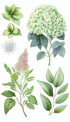 Hydrangea in Marker drawing, Flower Illustration Set. Invitations and Cards. Generative AI