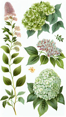 Hydrangea in Watercolor paint, Flower Illustration Set. Invitations and Cards. Generative AI