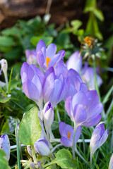 Field with lilac flowers. Winter.