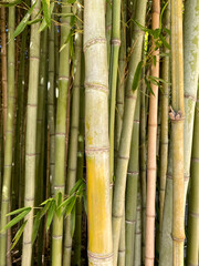 Bamboo background, macro shot. Bamboo forest.