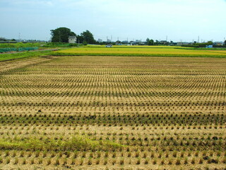 晩夏の郊外の刈田と豊作の田圃風景