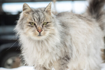 Naklejka na ściany i meble The cat is beautiful, fluffy, gray in color, walks outdoors in winter.