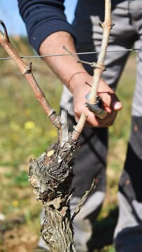 Winegrower pruning the vineyard with professional steel scissors. Traditional agriculture. Winter pruning, Guyot method. Footage.