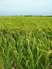 晩夏の郊外の豊作の田圃風景