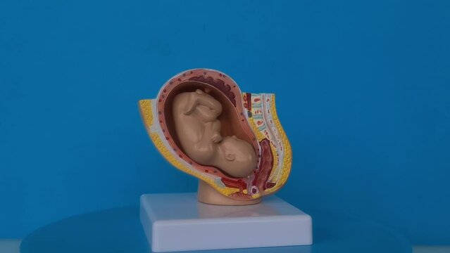 Embryo and fetus anatomy model for classroom teaching. Pregnancy planning and surrogacy
