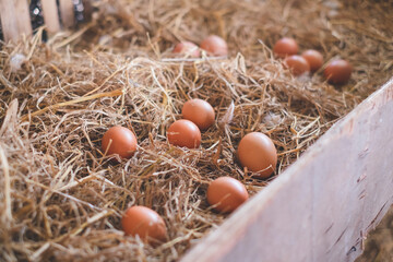 An organic fresh eggs in straw. Concept of caring farming or agriculture and Eco-friendly Food or Eco organic chicken farm, free cage. Local farm or Sustainable business.